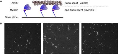 Determination of the Maximum Velocity of Filaments in the in vitro Motility Assay